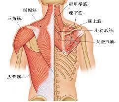 背中筋肉図.jpg